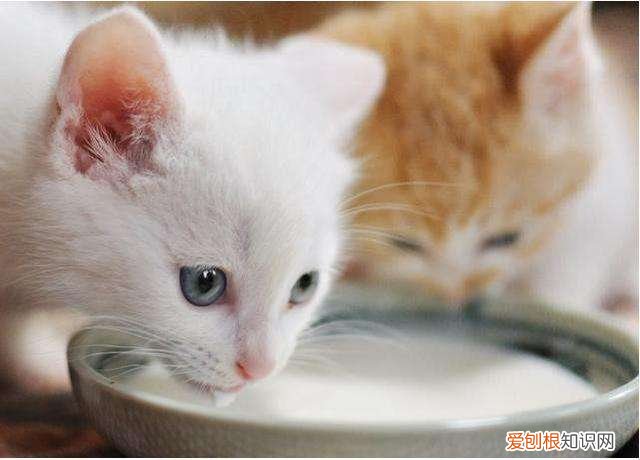 幼猫可以喝什么奶应急 幼猫没母乳可以喝什么奶应急