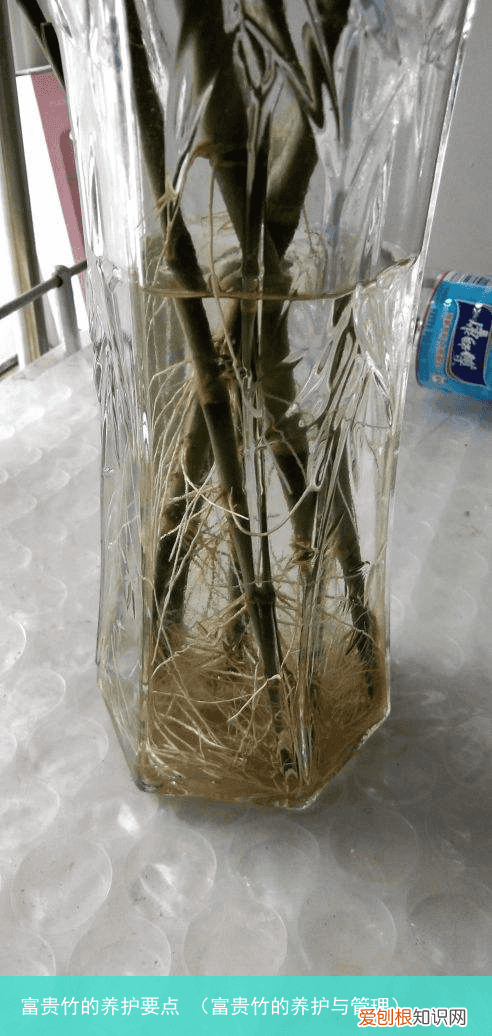 富贵竹的养护与管理 富贵竹的养护要点