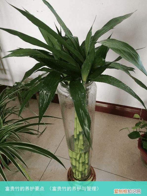 富贵竹的养护与管理 富贵竹的养护要点