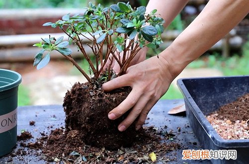 这个时候给花换盆好吗 给花换盆是花前换盆好？还是花后换盆好？