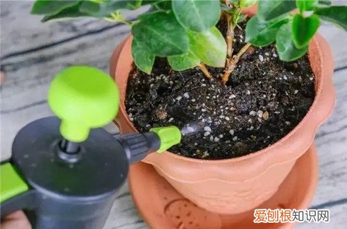 这个时候给花换盆好吗 给花换盆是花前换盆好？还是花后换盆好？