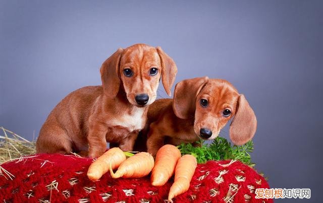 狗狗吃胡萝卜一次吃多少合适