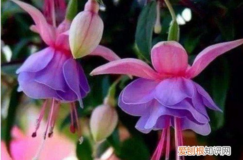 倒挂金钟如何浇水施肥 倒挂金钟一定要做好水肥的管理，花色才会艳丽！