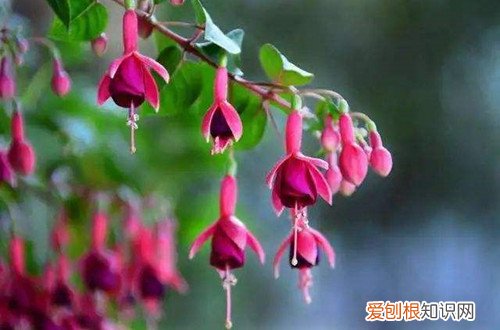 倒挂金钟如何浇水施肥 倒挂金钟一定要做好水肥的管理，花色才会艳丽！