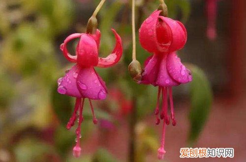 倒挂金钟如何浇水施肥 倒挂金钟一定要做好水肥的管理，花色才会艳丽！