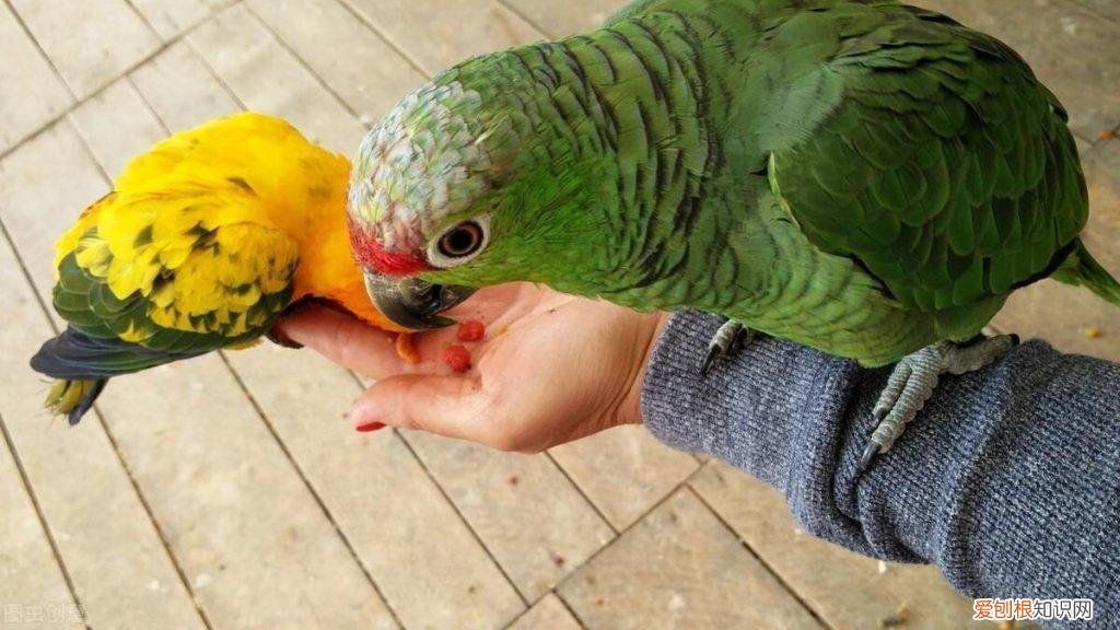 鹦鹉要怎么养才亲人 笼养鹦鹉怎么亲人