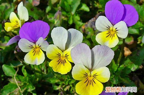 三色堇种子怎么种的发芽快 三色堇怎么收集种子？种子怎么种才能发芽快？