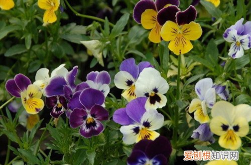 三色堇种子怎么种的发芽快 三色堇怎么收集种子？种子怎么种才能发芽快？