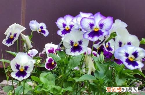 三色堇种子怎么种的发芽快 三色堇怎么收集种子？种子怎么种才能发芽快？