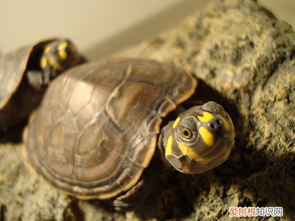 猪鼻龟吃浮食还是沉食好 猪鼻龟吃鱼屎正常吗