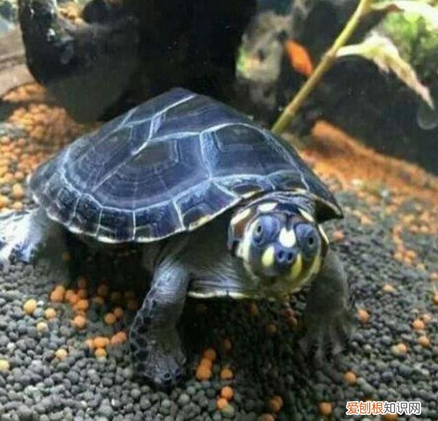 猪鼻龟吃浮食还是沉食好 猪鼻龟吃鱼屎正常吗