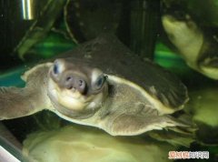 猪鼻龟吃浮食还是沉食好 猪鼻龟吃鱼屎正常吗