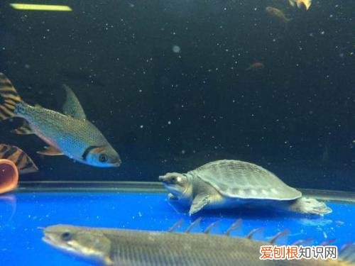 猪鼻龟吃浮食还是沉食好 猪鼻龟吃鱼屎正常吗