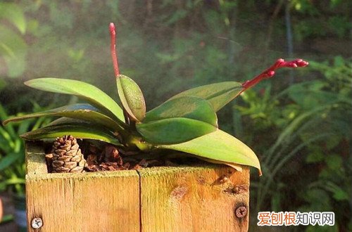 蝴蝶兰长花苞能施肥吗?施什么肥好 蝴蝶兰长花苞能施肥吗？施什么肥？