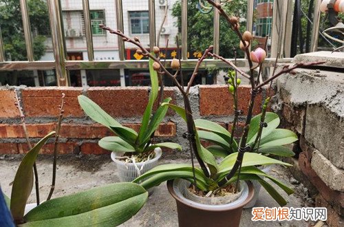 蝴蝶兰长花苞能施肥吗?施什么肥好 蝴蝶兰长花苞能施肥吗？施什么肥？