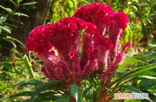 鸡冠花有关于花期的一些问题,你了解吗 鸡冠花有关于花期的一些问题，你了解吗？