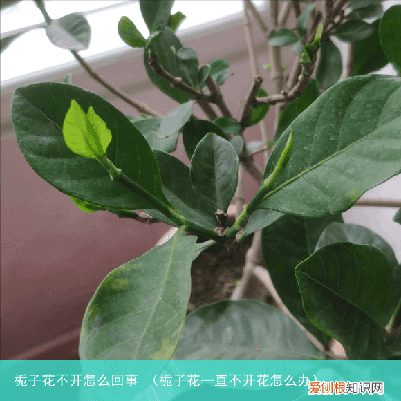 栀子花一直不开花怎么办 栀子花不开怎么回事