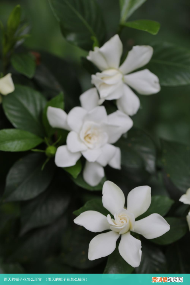 雨天的栀子花怎么描写 雨天的栀子花怎么形容