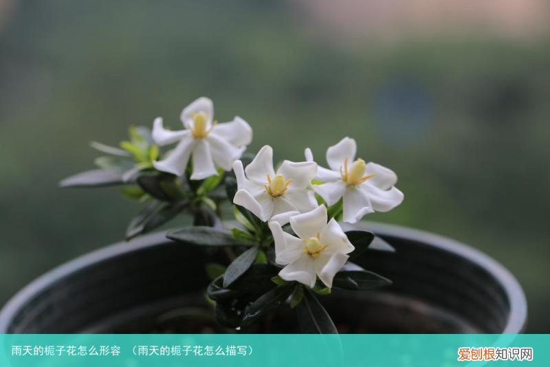 雨天的栀子花怎么描写 雨天的栀子花怎么形容