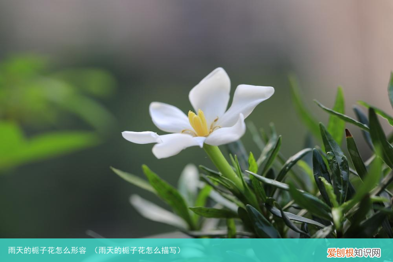 雨天的栀子花怎么描写 雨天的栀子花怎么形容