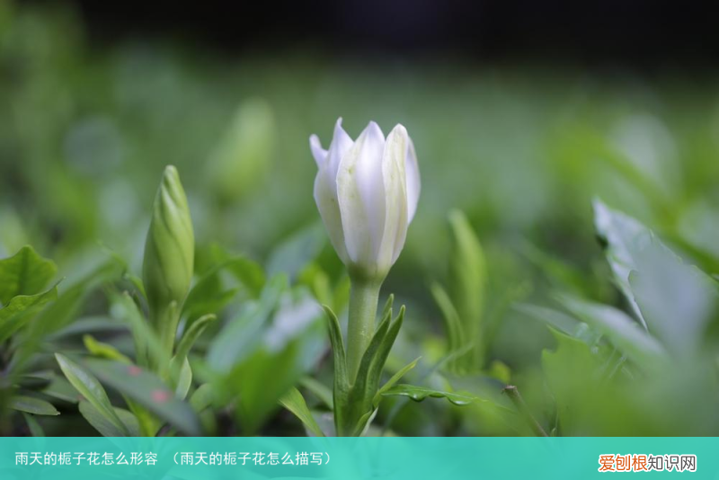 雨天的栀子花怎么描写 雨天的栀子花怎么形容