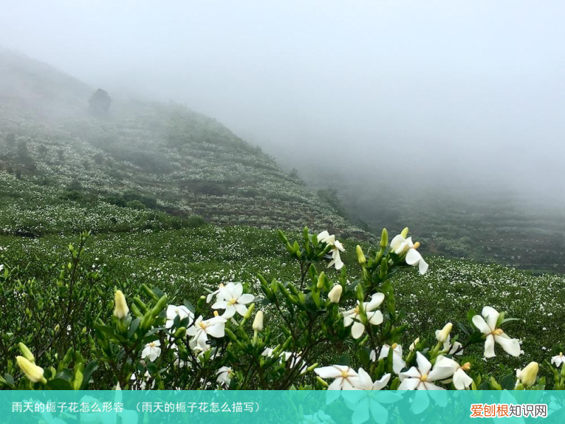 雨天的栀子花怎么描写 雨天的栀子花怎么形容