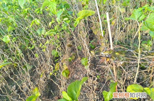 桑树用什么繁殖 桑树怎么繁殖？桑树种子的种植方法！