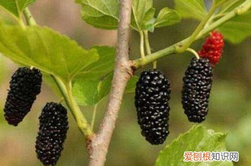 桑树用什么繁殖 桑树怎么繁殖？桑树种子的种植方法！