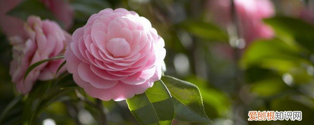 浙江哪里盛产茶叶 浙江茶叶产地在哪里