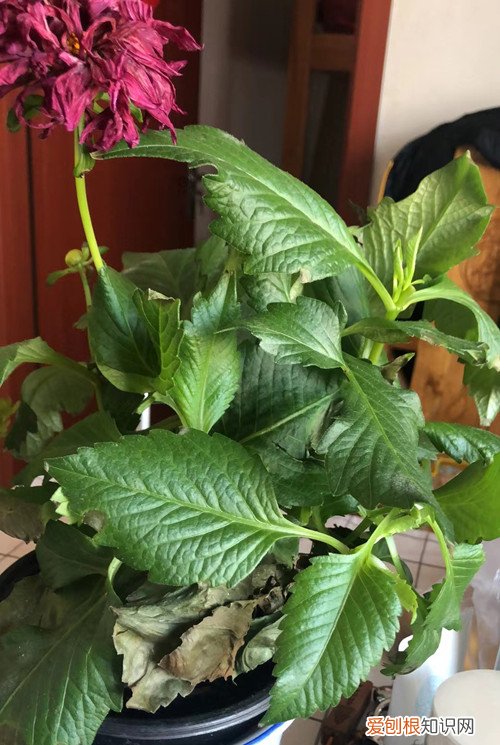 大丽花如何浇水 大丽花怎么浇水?了解这些方法,就浇水不怕多了!