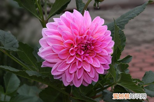 大丽花如何浇水 大丽花怎么浇水?了解这些方法,就浇水不怕多了!