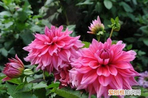 大丽花如何浇水 大丽花怎么浇水?了解这些方法,就浇水不怕多了!