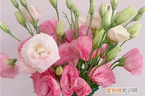 洋桔梗水养技巧 洋桔梗怎么浇水才能长得好！