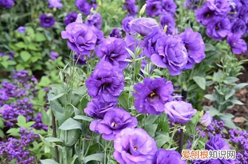 洋桔梗水养技巧 洋桔梗怎么浇水才能长得好！