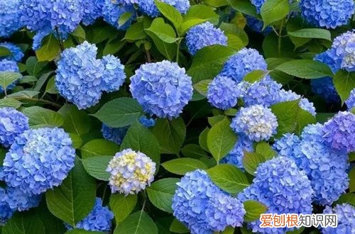 无尽夏老桩要不要修剪，压枝的苗什么时候移栽？