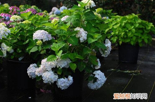 无尽夏老桩要不要修剪，压枝的苗什么时候移栽？