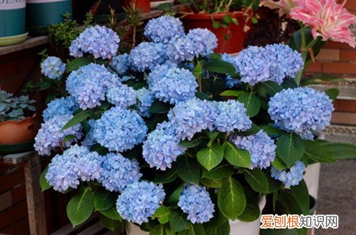 无尽夏老桩要不要修剪，压枝的苗什么时候移栽？