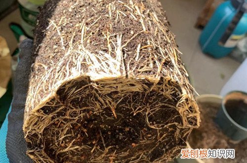 绣球花什么季节换盆怎样换 绣球花换盆是不是需要修根呢？直接换好，还是切掉一部分呢？