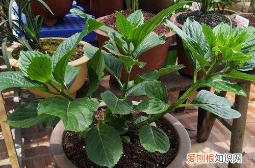 绣球花什么季节换盆怎样换 绣球花换盆是不是需要修根呢？直接换好，还是切掉一部分呢？