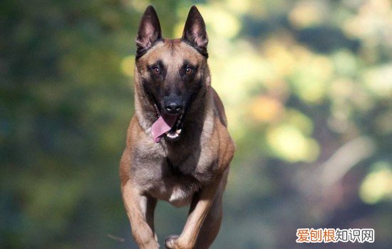 东德牧羊犬几个月爆头啊 东德牧羊犬几个月爆头