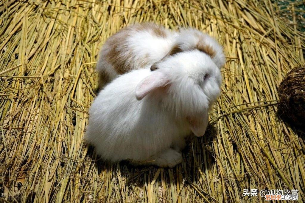 兔子的食草食槽制作图 兔子食草动物