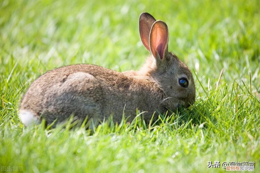 兔子的食草食槽制作图 兔子食草动物