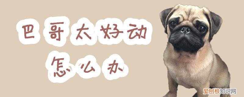 巴哥太好动怎么办,巴哥犬太兴奋怎么办?