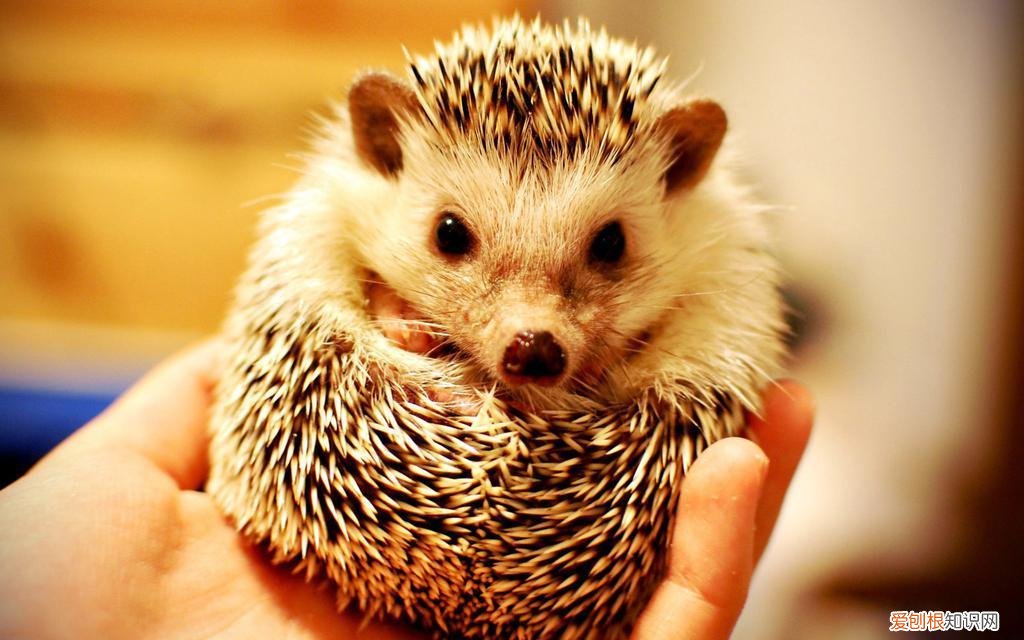 适合上班族养的犬种 适合上班养的小动物