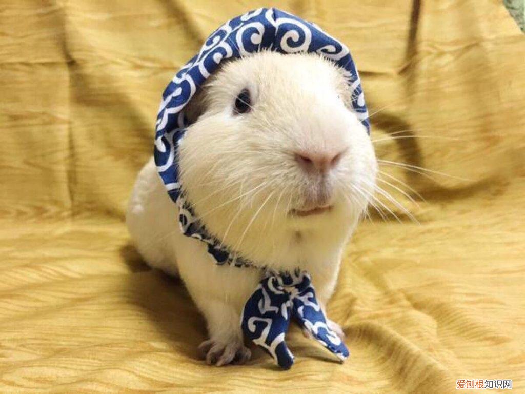 适合上班族养的犬种 适合上班养的小动物