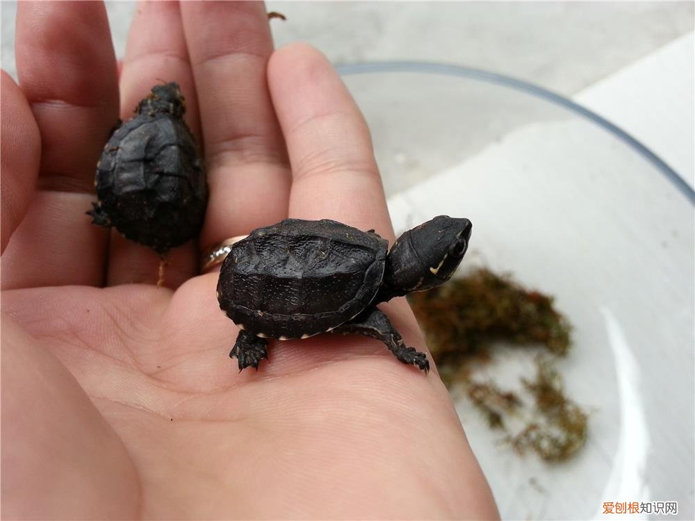 适合上班族养的犬种 适合上班养的小动物