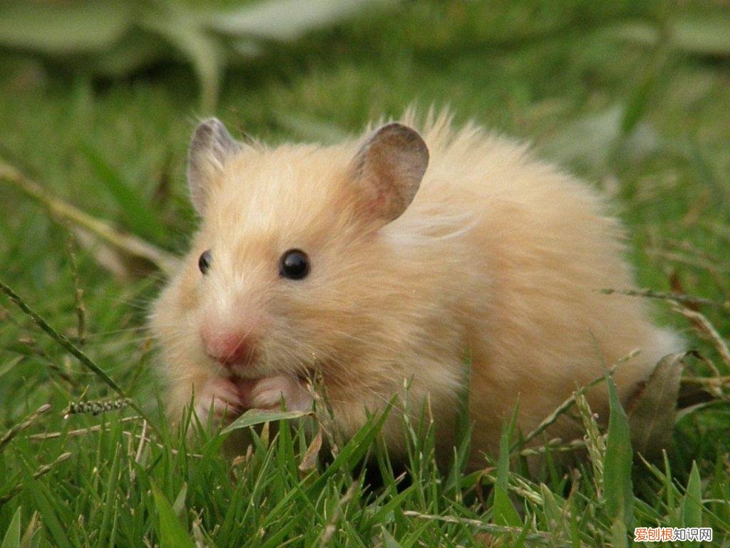 适合上班族养的犬种 适合上班养的小动物