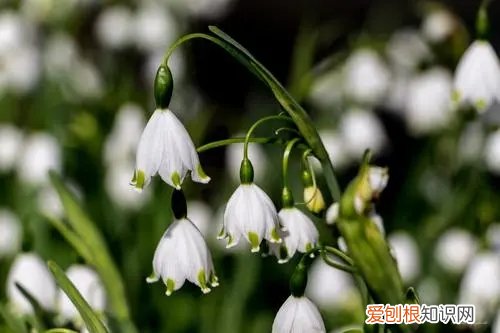 雪片莲开花 雪片莲早春中间有花蕾正常吗?需要注意什么?