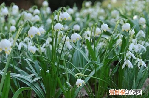 雪片莲开花 雪片莲早春中间有花蕾正常吗?需要注意什么?