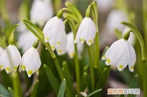 雪片莲开花 雪片莲早春中间有花蕾正常吗?需要注意什么?